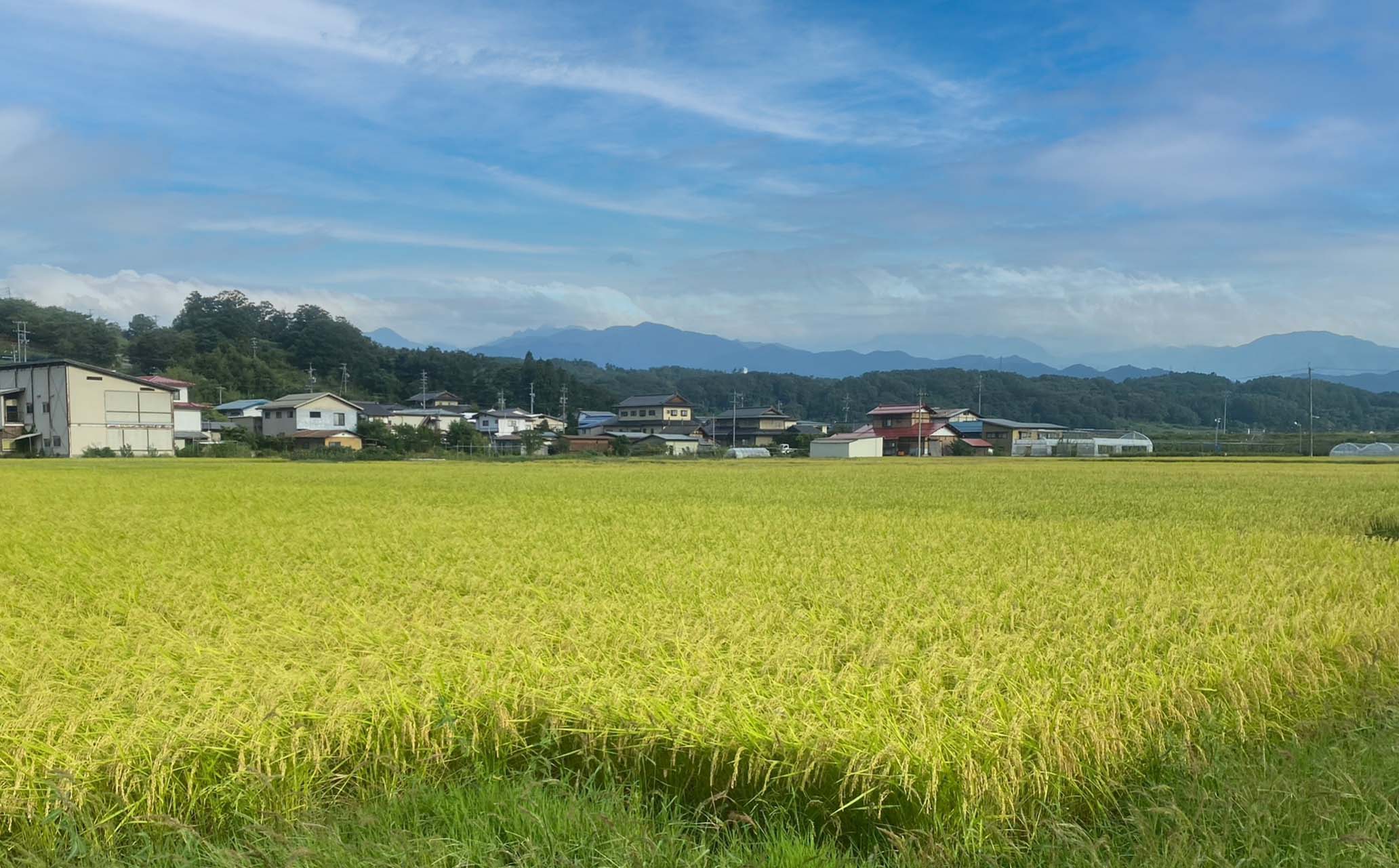 田んぼのある風景